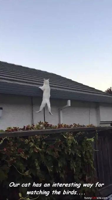 How I Watch The Birds