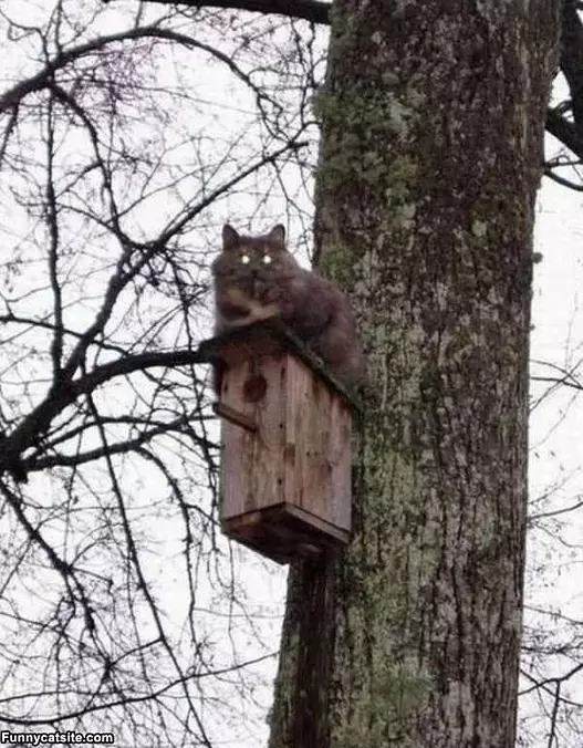 Waiting For Birds