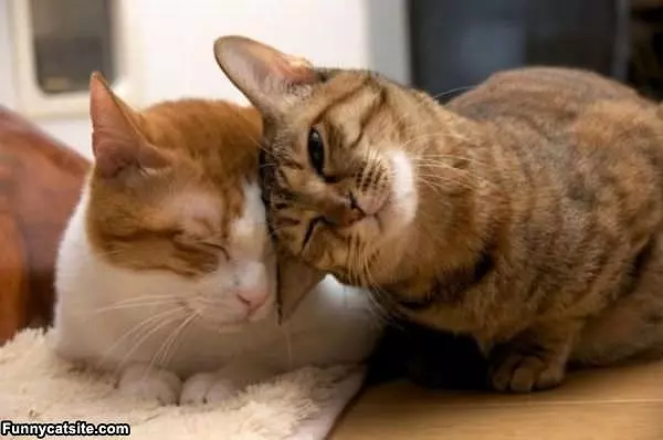 Rub Heads