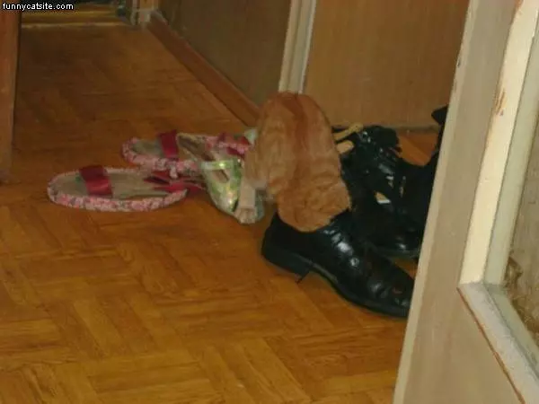 Whats In This Shoe