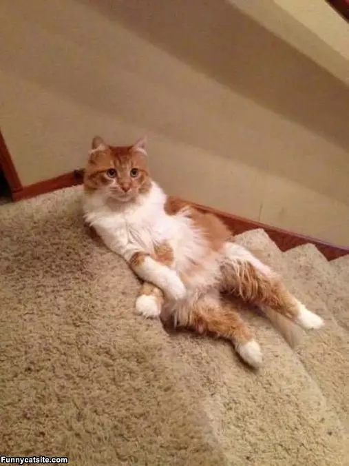 Cool Chillin Cat