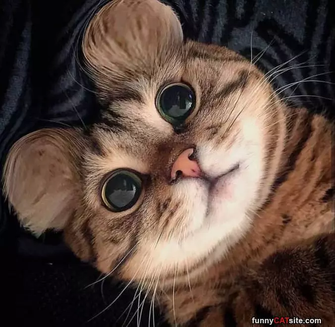 I Am A Vampire