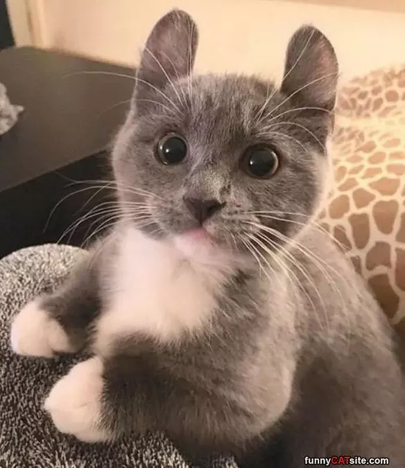 Did You Say Something About Tuna