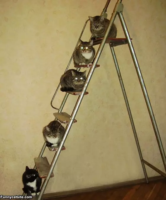 Cat Ladder