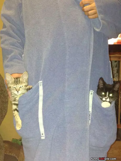 Kittens In My Pockets