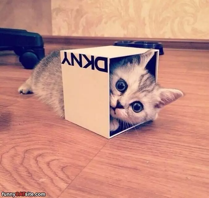 Me And My Small Box