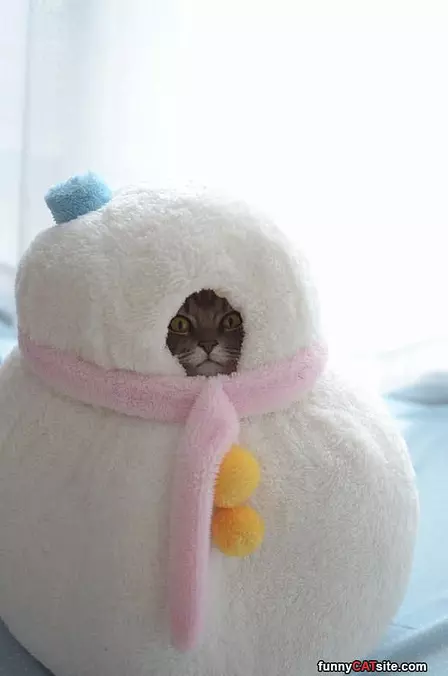 Snowman Cat
