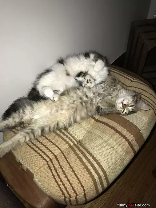 Half And Half Cat