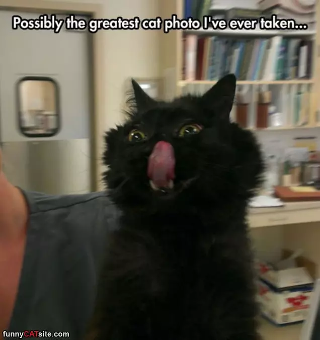 Greatest Photo Of A Cat