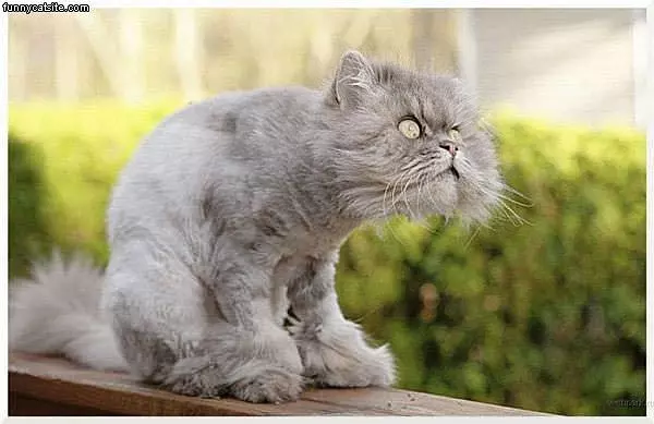 Crazy Eyes Cat