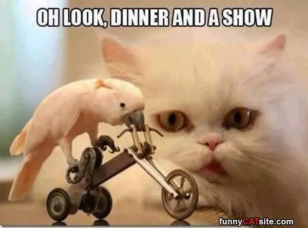 Dinner And A Show