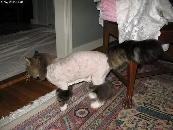 Funny Shave