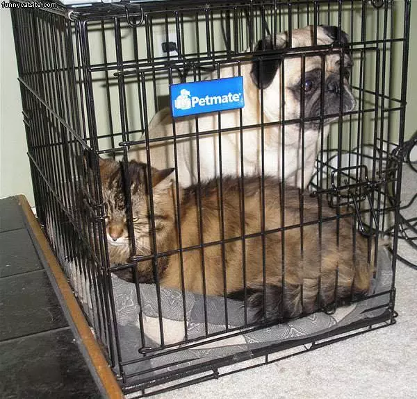 Cell Mates