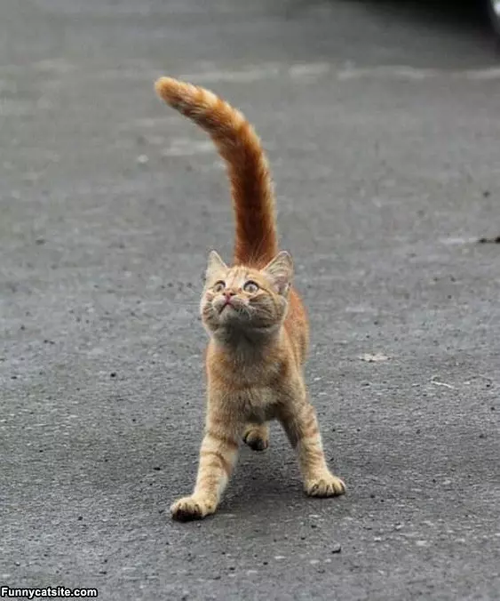 Whooooooooa