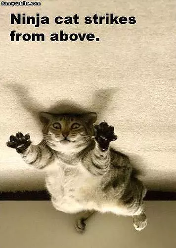 Ninja Cat
