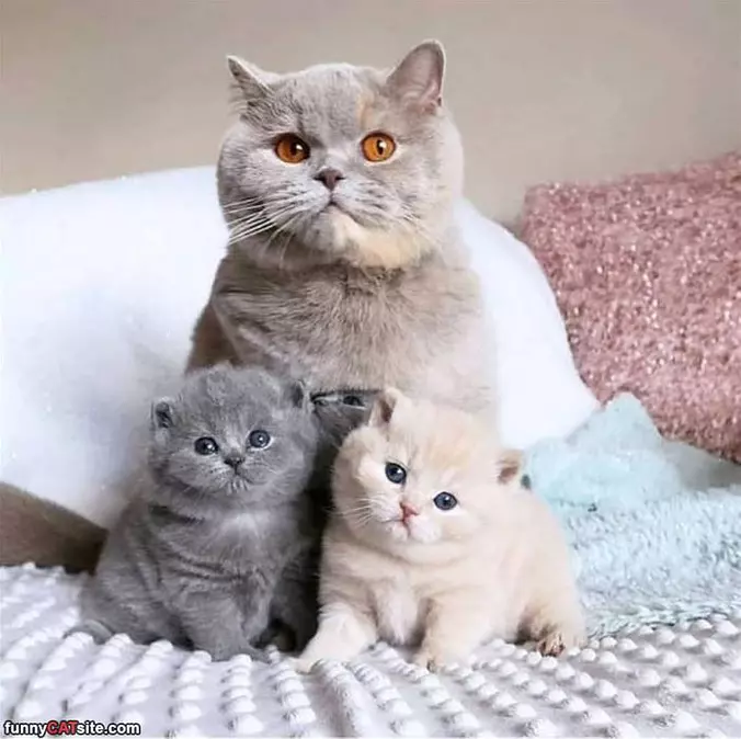 My Little Family