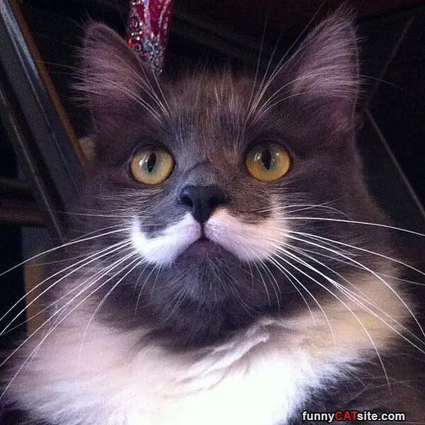 Exquisite Mustache