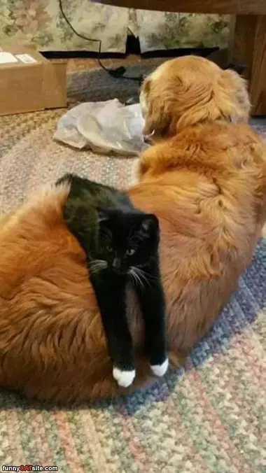 Found My New Bed