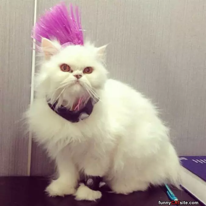 Mohawk Cat