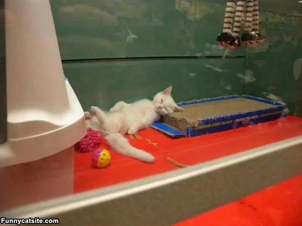 Super Relaxed Cat