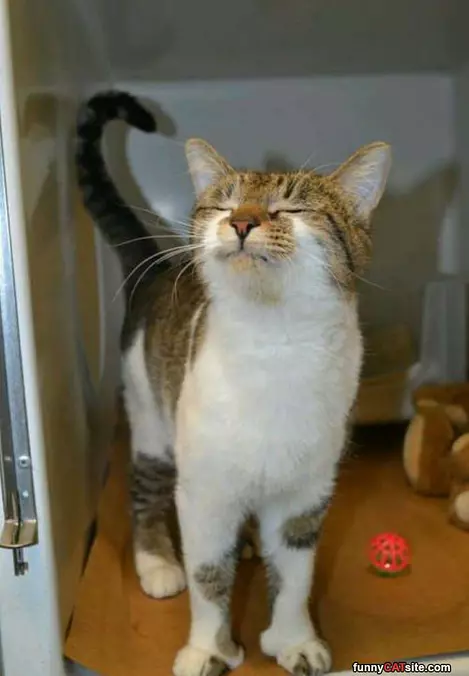 Meow