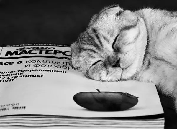 Cat Nap