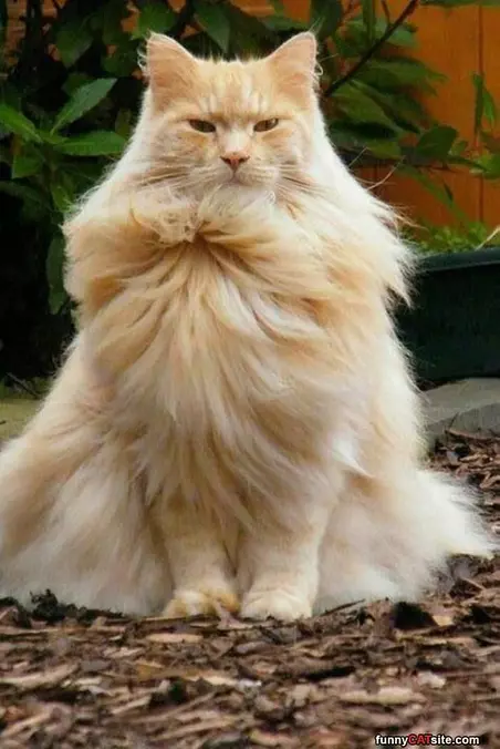 Fluffy And Majestic