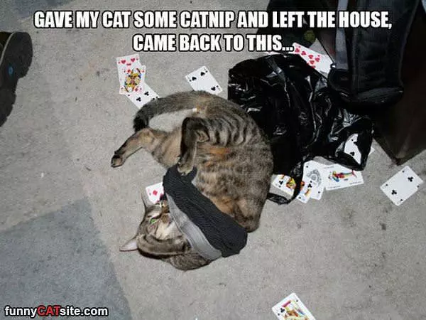 Cat Nip