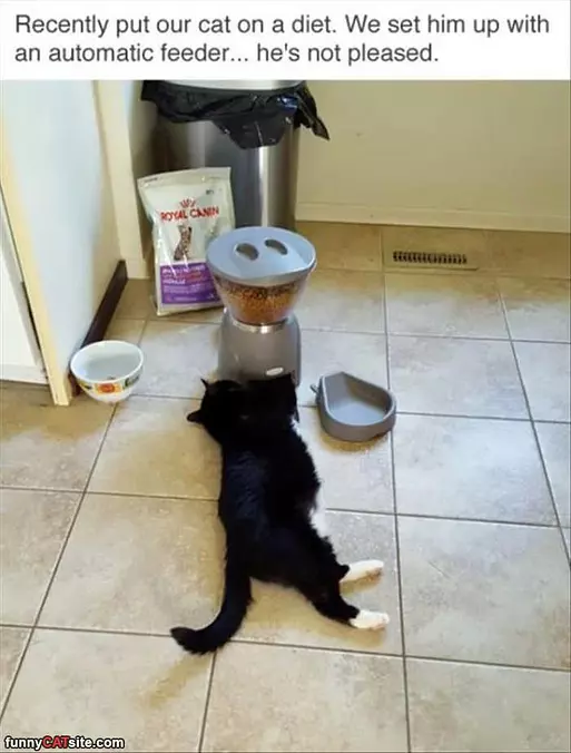 Automatic Feeder