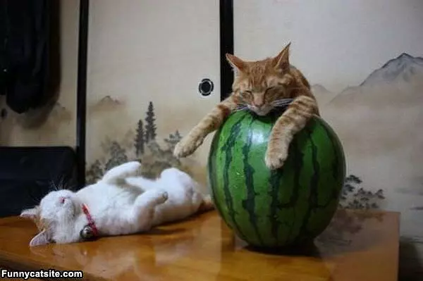 I Love This Watermelon