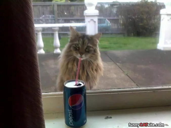 All I Wanted Was A Pepsi