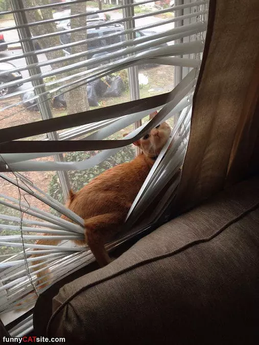 In The Window