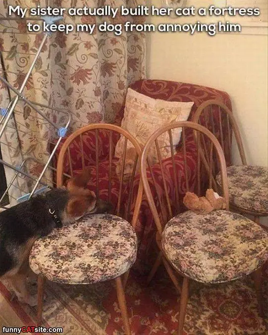 The Cat Fort