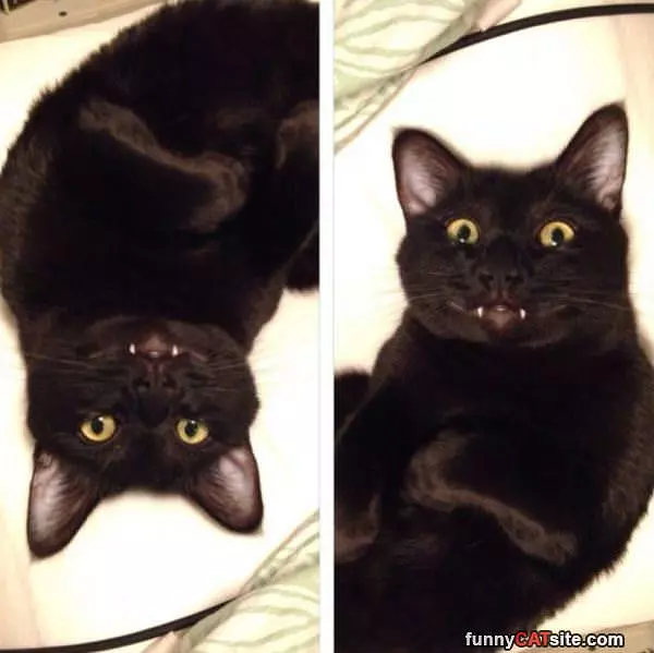 Smiley Happy Cat