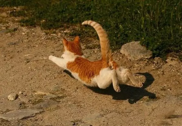 Flying Cat