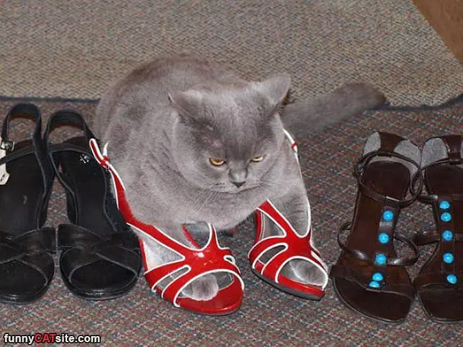 I Like These Shoes