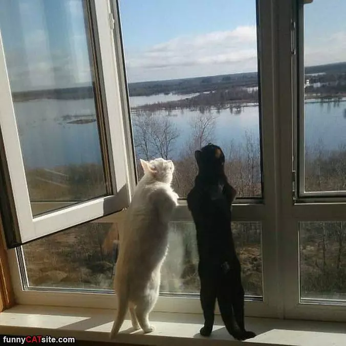 The Great Outdoors