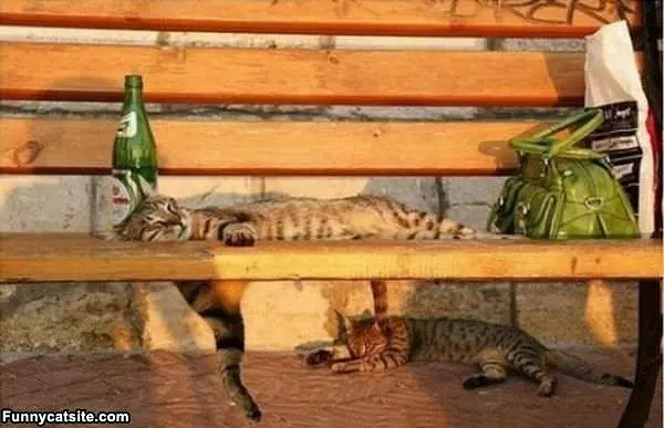 Pass Out Cats