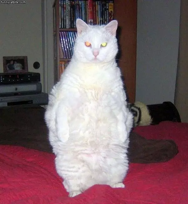 Big White Cat
