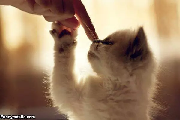 Boop
