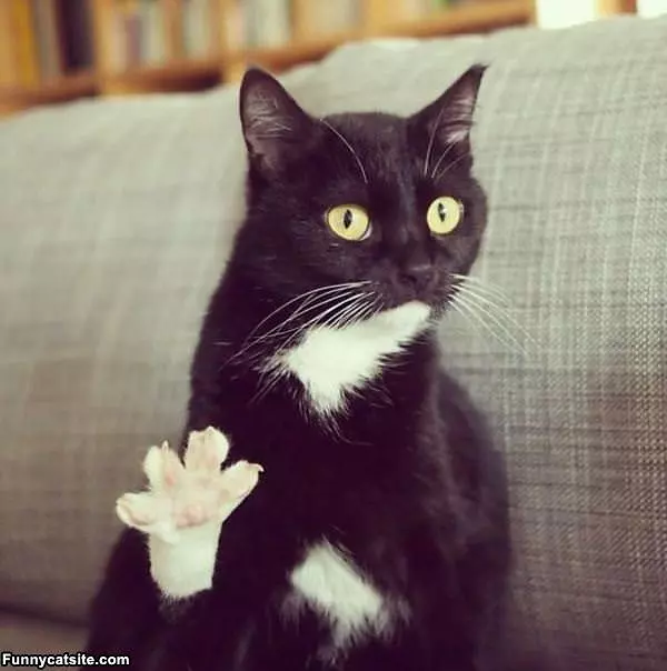 4 Claws I Have