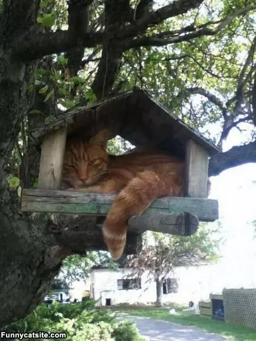 Cat House Now