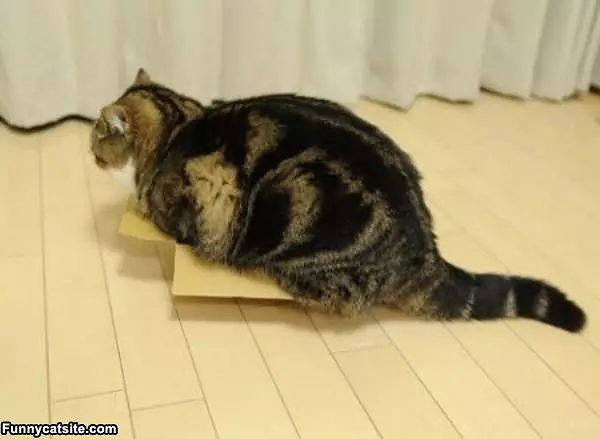 No Fit