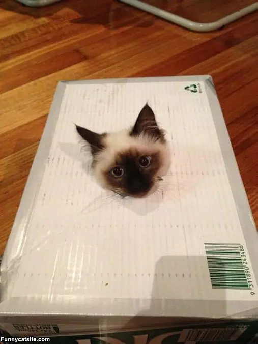 Head Out Of The Box