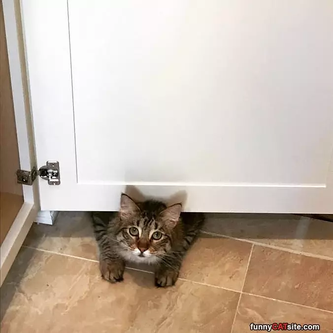 I Am A Very Cute Cat