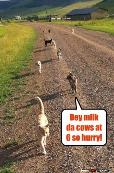 Cows At 6