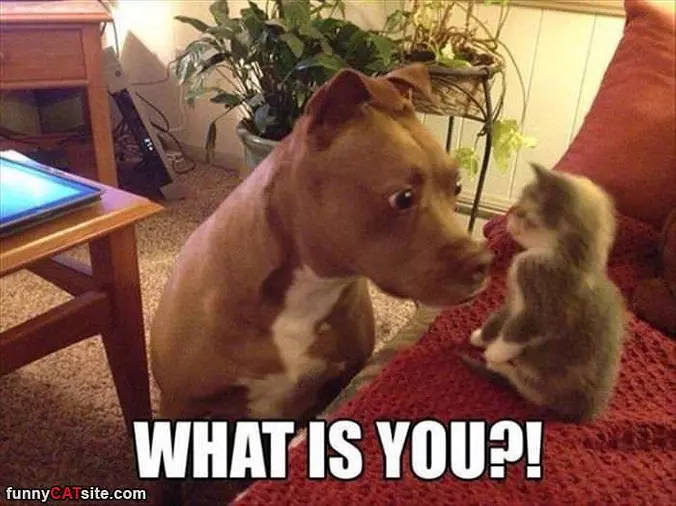 What Is You