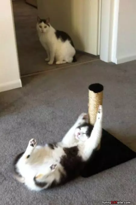 Scratch Post