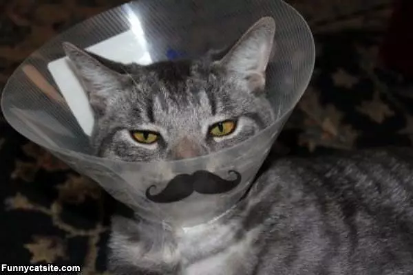 Nice Mustache