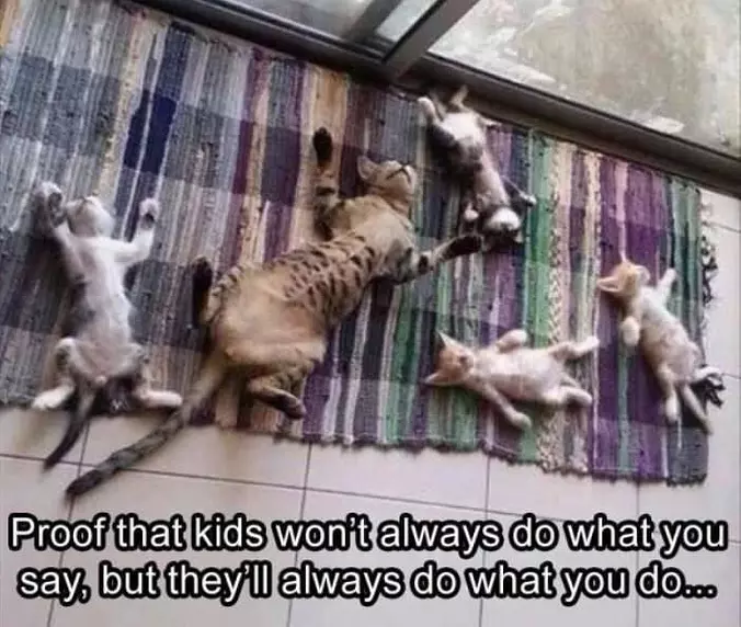 All These Lazy Cats
